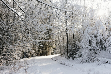 beautiful winter landscape with snow covered trees and a forest path 