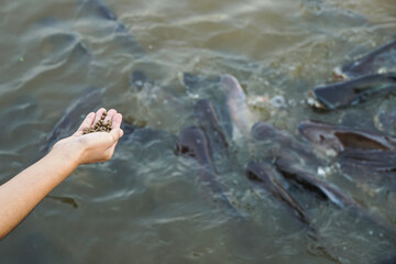 Fototapeta na wymiar Hand holding food for feeding fish in the river.
