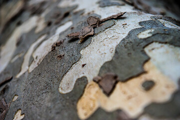 texture di corteccia maculata - macro