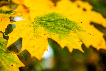 foglia di acero gialla e verde in autunno - primo piano