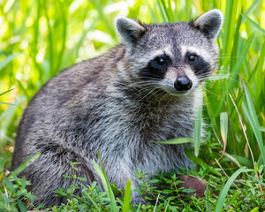 Naklejka na ściany i meble raccoon in the grass