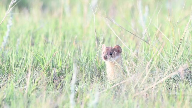 Long tailed weasel in the Canadian wilderness