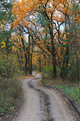 autumn road in forest