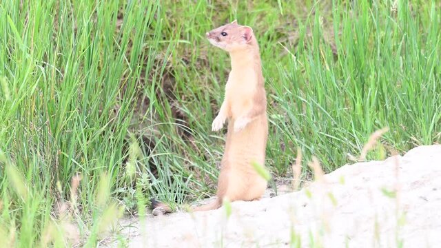 Long tailed weasel in the Canadian wilderness