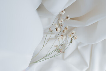 Dried White Flowers With Soft Background