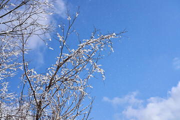 snow covered trees in the mountains