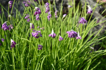 Closeup Allium sikkimense known as Sikkim onion with blurred background in garden