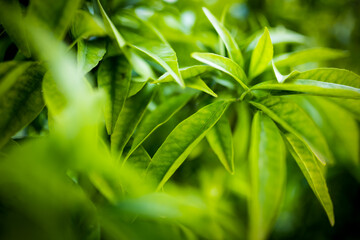 Fototapeta premium (Selective focus) Stunning view of some tangerine leaves forming a natural background. The tangerine is a group of orange-coloured citrus fruit.