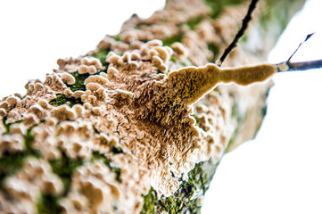 funghi muffe e muschio sul tronco dell'albero