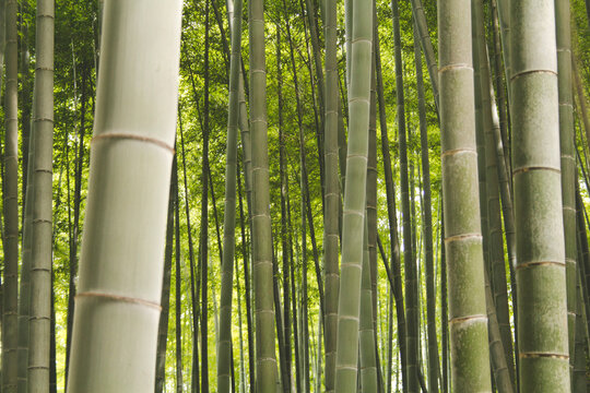 Bosquet 이미지 찾아보기 4,128 스톡 사진, 벡터 및 비디오 Adobe Stock