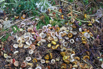Bunte Stohblumen / Helichrysum bracteatum auf dem Kompost