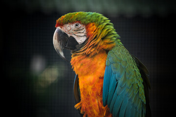 Ara gialloblu, Ara ararauna, conservazione degli uccelli.