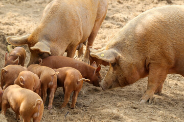 Fototapeta premium Tamworth Schweine mit Ferkel