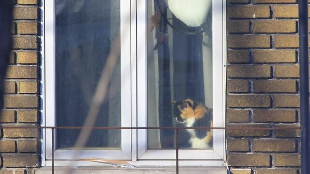un chat fait sa toilette sur le rebord d'une fen&ecirc;tre