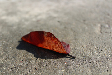 A beautiful dried leaf fallen on the ground with copy space - life concept.