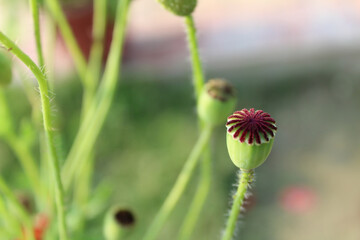 A Common Poppy flower bud shot from high-angle close-up point - beauty concept.