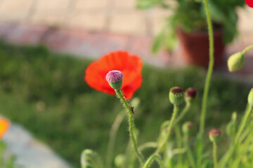A small purple bud with a red flower blurred in the background.