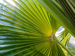 Tropical palm green leaves with sunlight photo