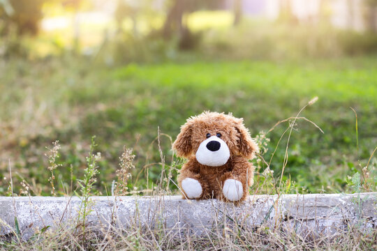 Lonely dog. Toy dog abandoned on road. Homeless concept. Dog Is Your Best Friend