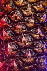 pineapple texture under colored light