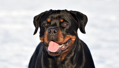 a beautiful rottweiler