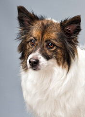 fluffy dog looking on gray background