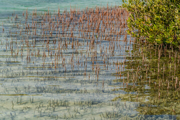 Mangrove Channel desert in Ras Mohammed, Egypt.