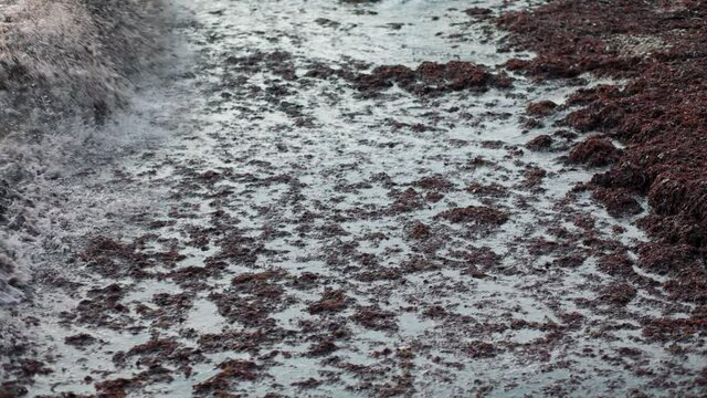 The sea is polluted with brown algae and debris floating on the surface of the water. View from the top. Slow motion. The concept of protection of the environment.