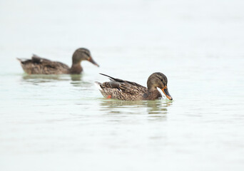 Mallard ducks swimming at Tubli bay, Bahrain