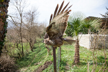 Buteo buteo ready to take flight. a buzzard perched on a pole shows a huge wingspan of up to 2 meters