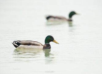 Mallard ducks male swimming at Tubli bay, Bahrain