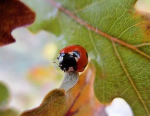 Coccinelle à sept points (Coccinella septempunctata) de face sur le bord d'une feuille de chêne. 
