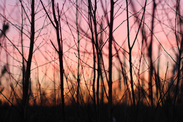 abstract branches background on pink sunset background