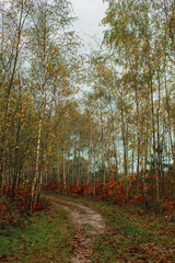 Pathway in autumn forest with birches.