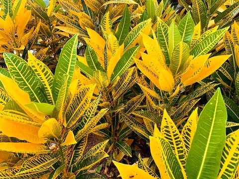 Yellow croton plant close up view in the park