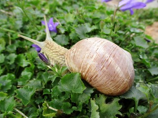 Burgundy snail (Helix pomatia) gliding through green foliage