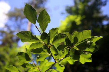 Backlit green leaves with blue sky background