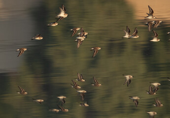Little Stints flying at Tubli bay with dramatic reflection on water, Bahrain