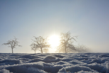 Sunrise with trees, snow and sun on a foggy morning