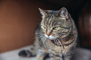 Funny portrait arrogant short-haired domestic tabby cat relaxing at home. Little kitten lovely member of family playing indoor. Pet care health and animal concept.