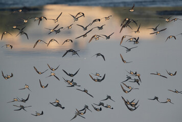 A flock of Little Stints flying at Tubli bay with mirror image on water, Bahrain