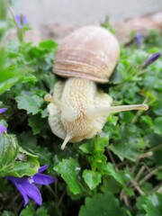 Snail