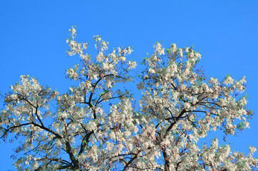 White acacia flowers blooming tree branches in spring on blue sky background 