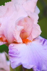 Purple iris flower close up macro colorful nature background