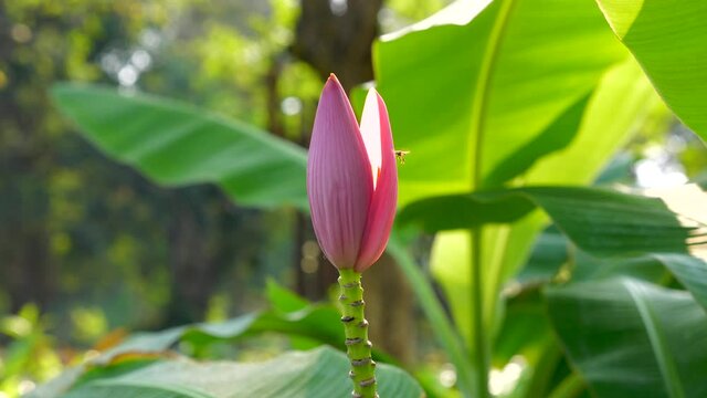 Close Up of Flying Bee near Colorful Pink Blossom Banana Flower in Outdoor Green Garden in Thailand. Beautiful Blooming Flower with Tropical Greenery and Leaf on Background