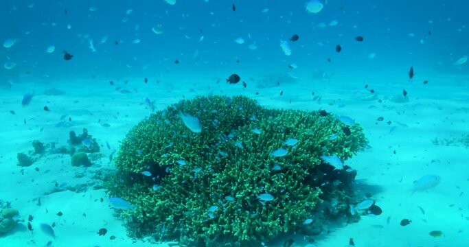 珊瑚と熱帯魚