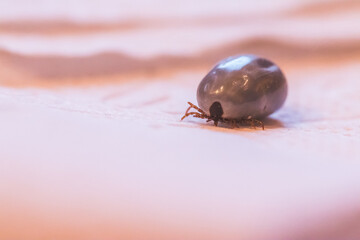 Blood filled tick: Macro close up of tick, infection disease