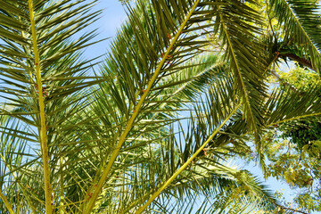 Obraz na płótnie Canvas Beautiful Tropical Background with Palm Tree on a Blue Sky