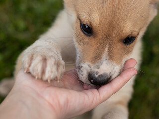 puppy licking human's hand