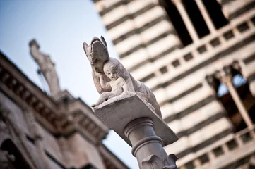 lupa senese davanti al duomo di siena © Luca Nannini